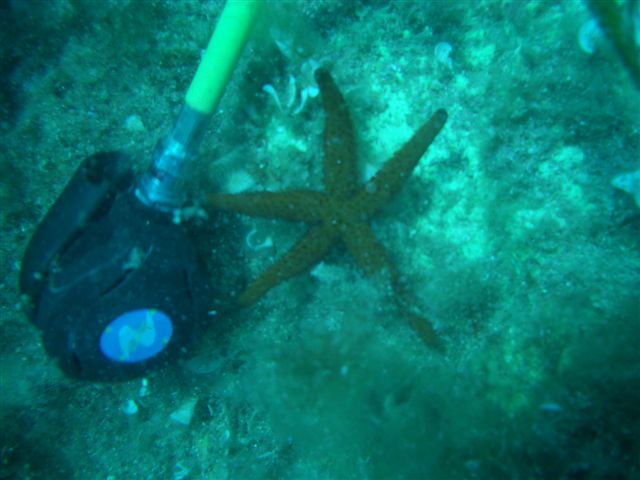 Group photo: starfish and octopus